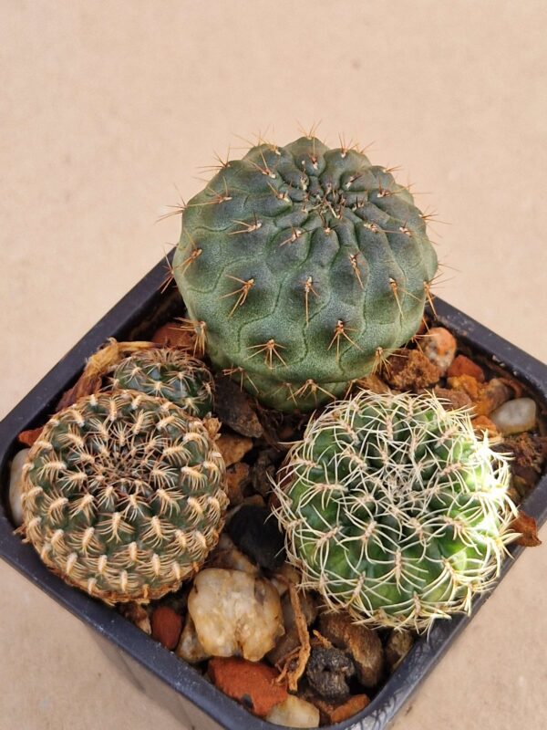 Sulcorebutia mix