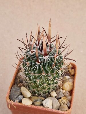 20260926_102633 Echinofossulocactus sp La Soledat