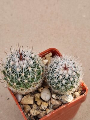 20260926_103308 Echinofossulocactus sp Coporo
