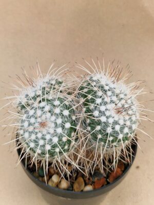20260926_104651 Mammillaria parkinsonii