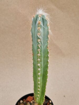 20260926_105004 Pilosocereus sp