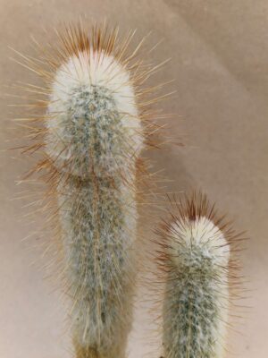 Espostoopsis dybowskii