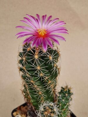 20260926_143634 Thelocactus leucacanthus v schmolii