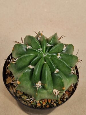 20260926_143648 Echinopsis sp