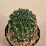 20260926_143713 Lobivia acantholegma v patula