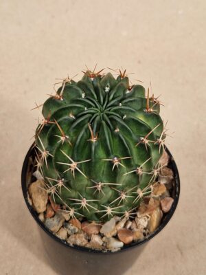 20260926_143713 Lobivia acantholegma v patula