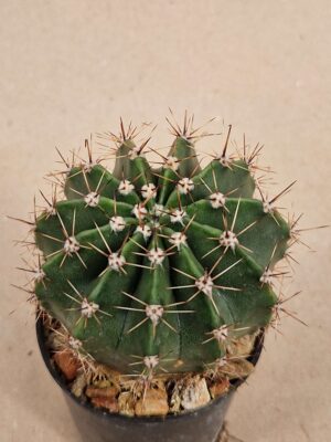 20260926_143735 Echinopsis hybrid