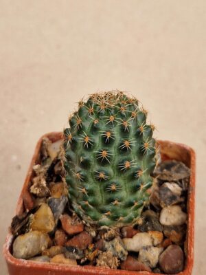 20260926_145559 Mediolobivia iscayachensis