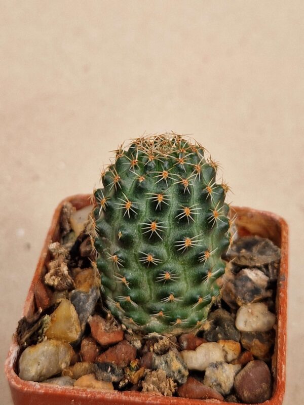 Mediolobivia iscayachensis