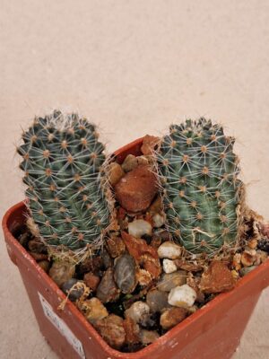 20260926_145720 Mediolobivia steinmanii v melanocentra