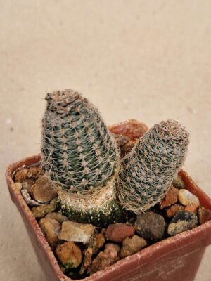 20260926_145838 Aylostera albopectinata