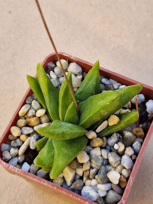 Haworthia starkiana