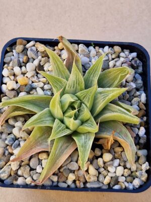 20260926_151133 Haworthia retusa cv Grey ghost