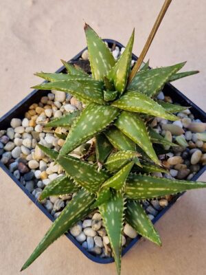 20260926_151452 Aloe jucunda