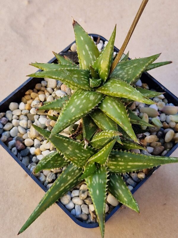 Aloe jucunda