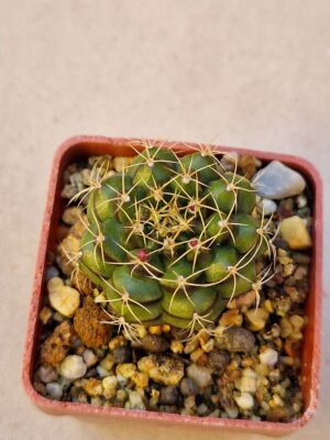Gymnocalycium sp