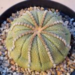 20260926_153540 Astrophytum asterias