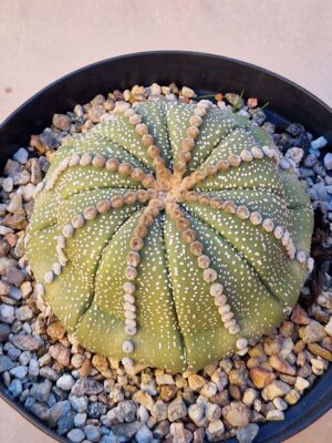 20260926_153540 Astrophytum asterias