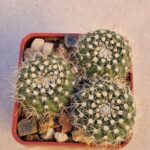 20260926_165817 Notocactus sp