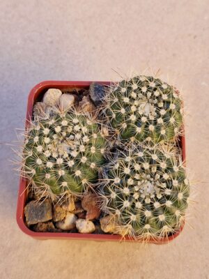 20260926_165817 Notocactus sp