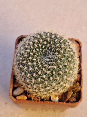 20260926_165826 Rebutia sp