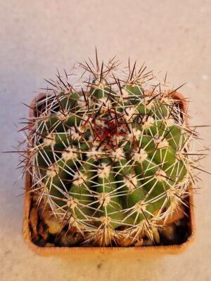 20260926_165836 Echinopsis silvestrii