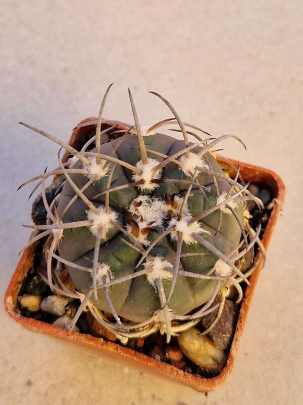 Gymnocalycium spegazzinii v mayor