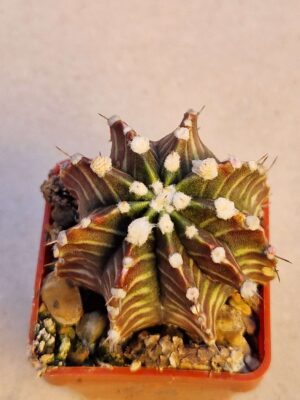 20260926_165911 Gymnocalycium mihanovichii