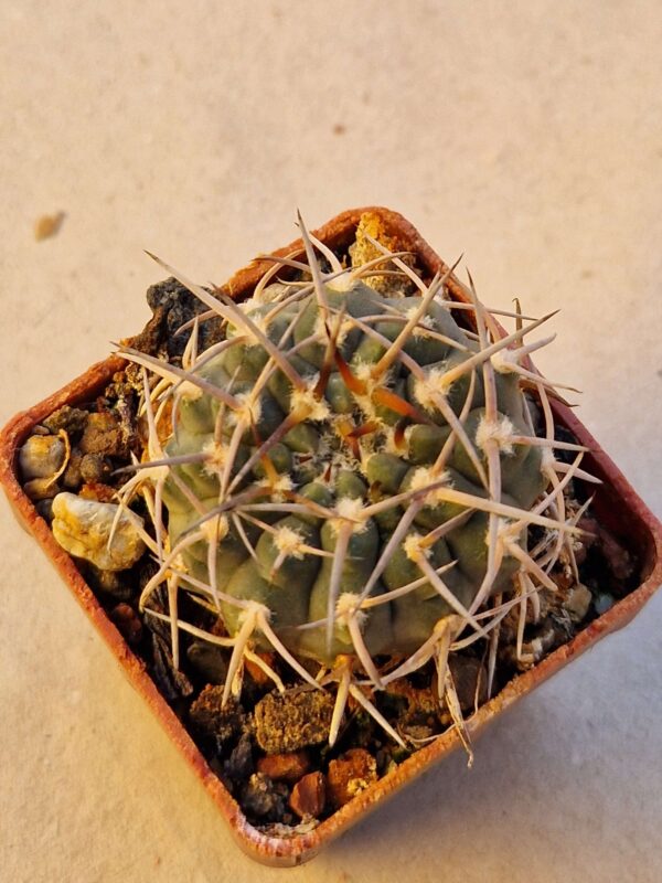 Gymnocalycium piltziorum