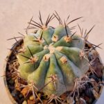 20260926_171421 Acanthocalycium griseum