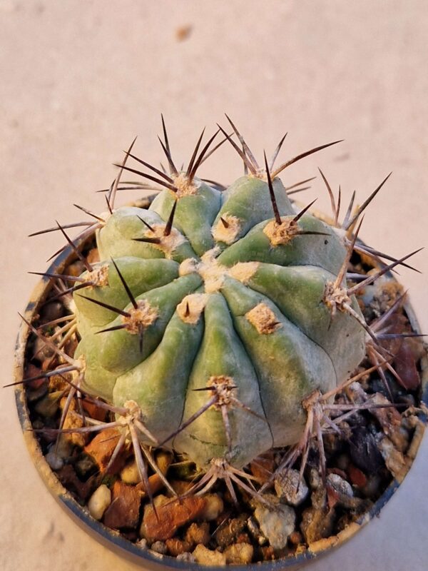 Acanthocalycium griseum
