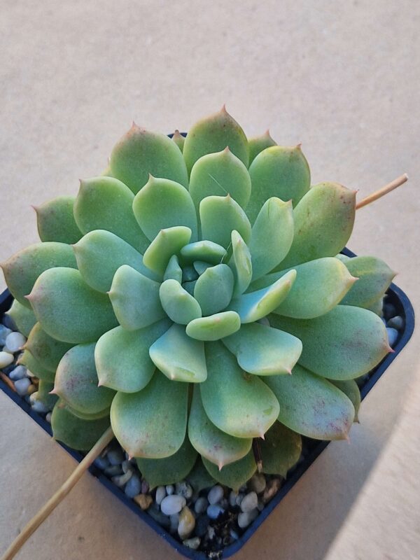 Echeveria elegans