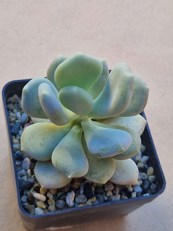 Pachyphytum oviferum
