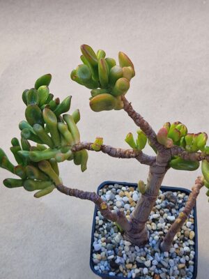 Crassula ovata f monstrosa