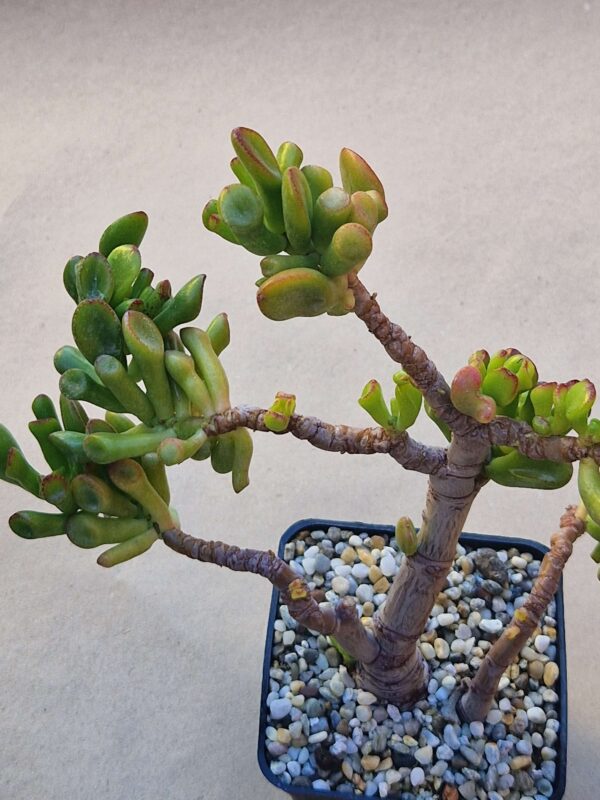 Crassula ovata f monstrosa