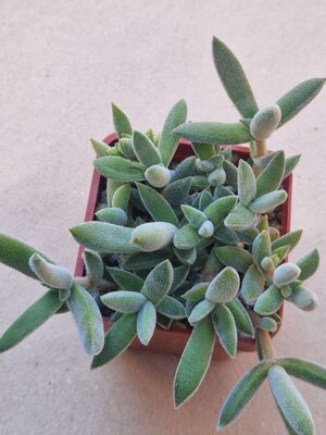 20260929_162107 Crassula mesembryanthoides