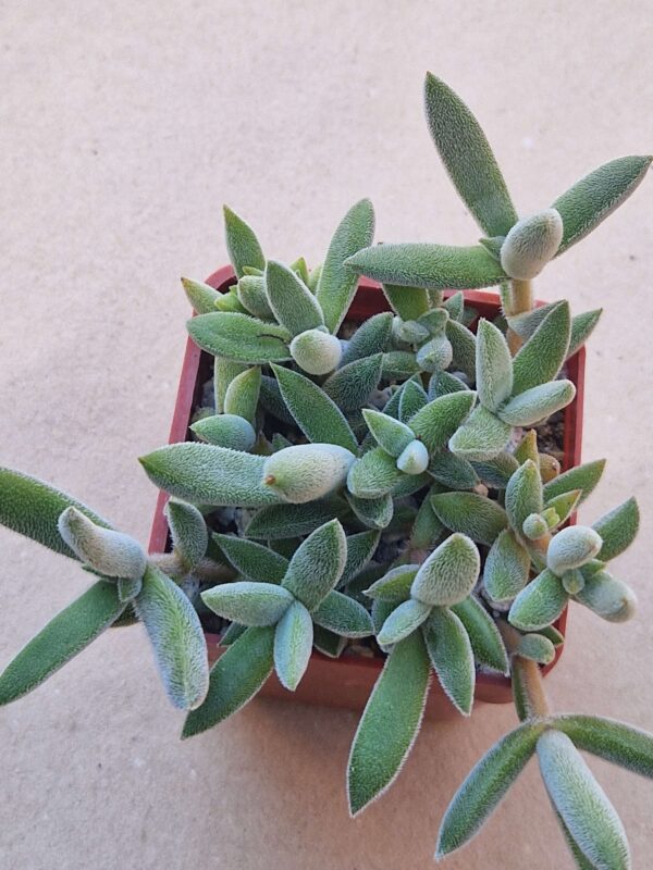 Crassula mesembryanthoides