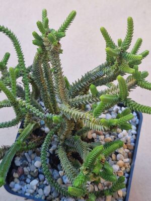 20260929_162118 Crassula muscosa