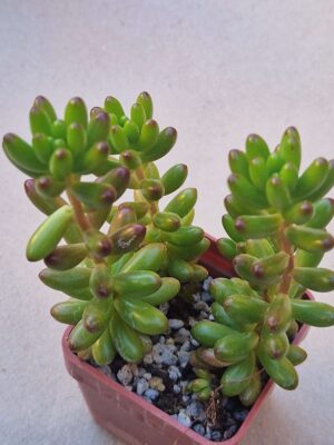 20260929_163953 Sedum rubrotinctum