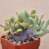 Echeveria cv LaReforma f cristata