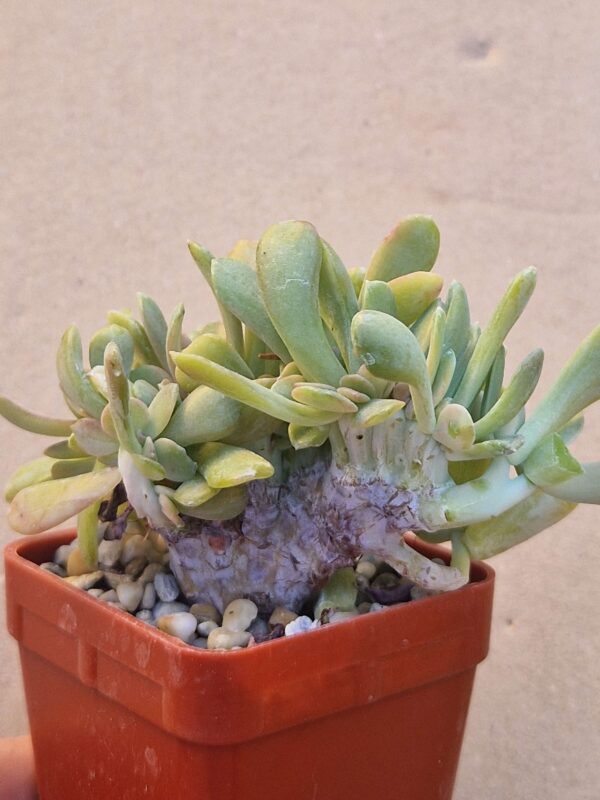 Echeveria cv LaReforma f cristata