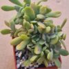 Echeveria cv LaReforma f cristata