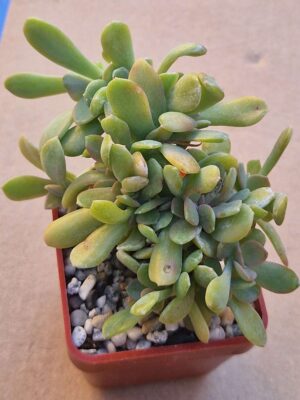Echeveria cv LaReforma f cristata