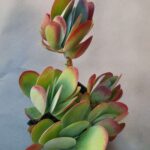 20260929_165620 Kalanchoe thyrsiflora