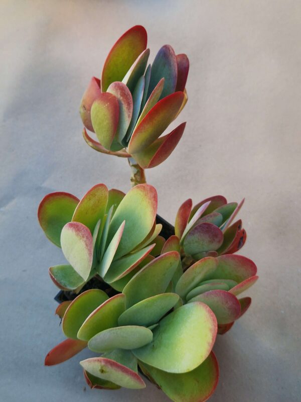 Kalanchoe thyrsiflora