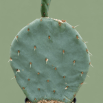file_00000000299081f5ace00b32b2b98aab Opuntia sp