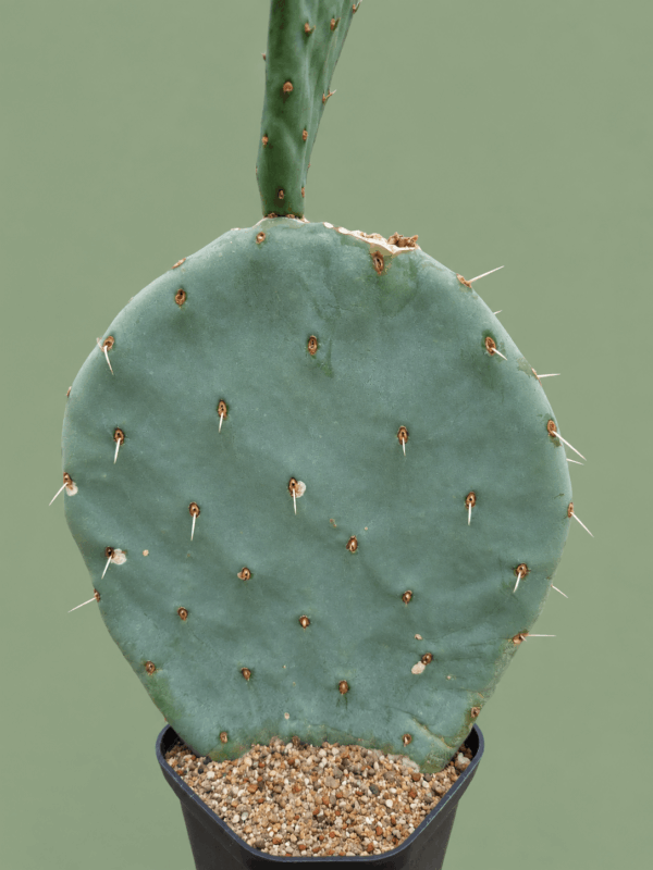 Opuntia sp