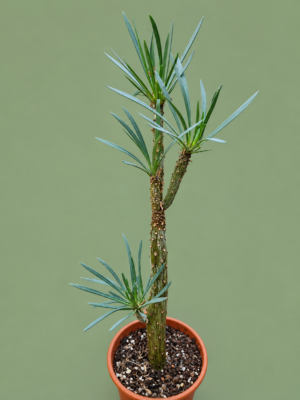file_00000000b6b081f69598d99bba3c9f73 Kleinia neriifolia