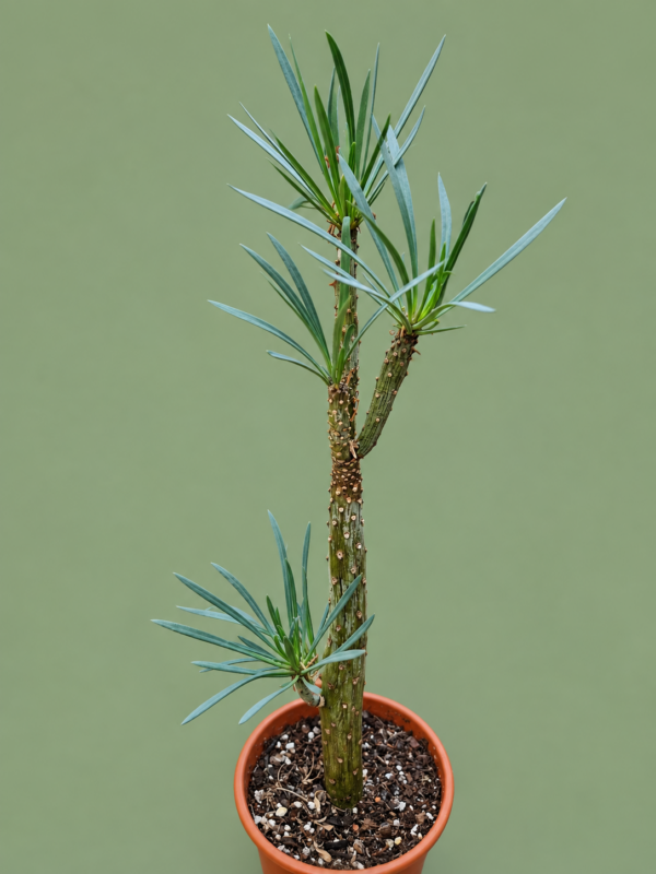 Kleinia neriifolia
