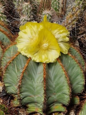 20250614_155128 semena Notocactus magnificus